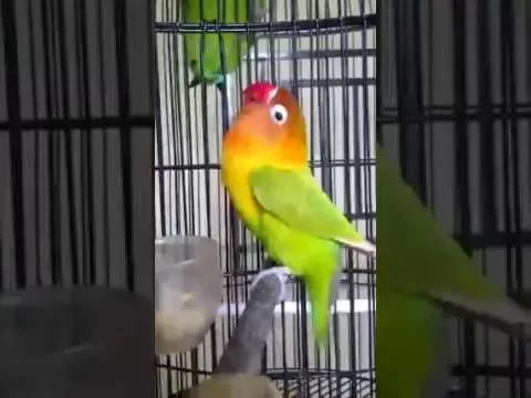 Love Bird Ngekek Durasi Panjang Pemancing Love Bird