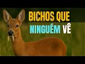Download Lagu Bichos  Fascinantes Que Pouca Gente Já Viu (Ou Nem Sabe Que Existem)