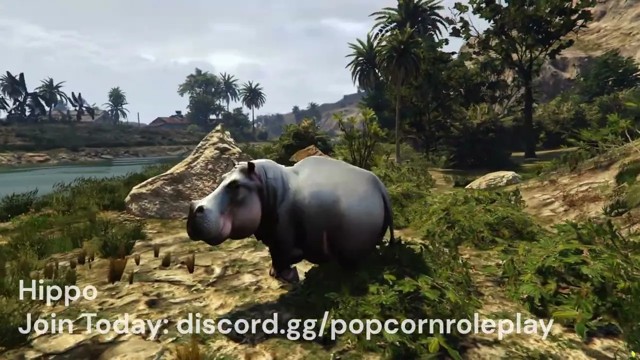 Hippo