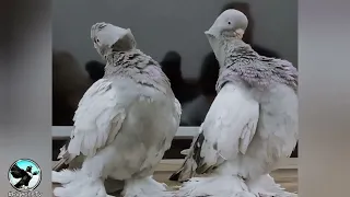 زوج مساجي طيور قويه كنبك عراقي 