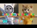 Download Lagu GARA GARA SEBOTOL MINUMAN VERSI KUCING LUCU BANGET DAN KAWAN KAWAN TERBARU