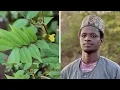 Download Lagu Mbanté Marré Yéména