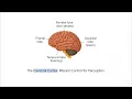 7 Steps of the Perceptual Process in Psychology