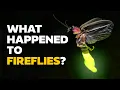 Download Lagu Will Fireflies Disappear in Our Lifetime?