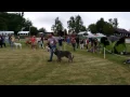 Download Lagu Temhair Irish Wolfhounds