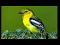 Download Lagu Suara burung kunyit kecil