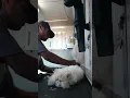 How to shave pussy cat