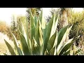 The Good Things About the Maguey Plant What is the Maguey Leaf Used For