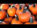 Pumpkin Patch in Shawnee Kansas