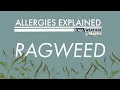 Allergies Explained - Ragweed