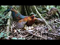 120 Days to Survive The Siamese Fireback s Impossible Journey