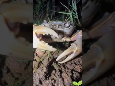 #mascotas #nature #feed ##pets  #feedshorts