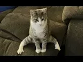 Download Lagu FUNNY PETS! 🤪 😂 | Cute Cat and Dog Videos