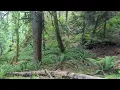 Bushsquaking - Squak Mountain