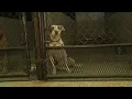 Pompano Beach shelter s AC breaks down and pets in need of rescue