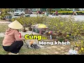 Lagu Đà Nẵng, Hoa đã về…người mua đâu?