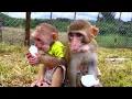 Download Lagu Long buys cakes and fruits for the two monkeys - Help Sơn pull the fence around the farm