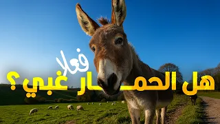 Why Do We Say Donkey When We Accuse Someone Of Being Stupid Is A Donkey Actually Stupid 