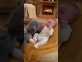 Lagu Incroyable !Un chat donne le biberon à un bébé #chat,#bébé, #momentmagique,#tendresse,#amour,#mignon