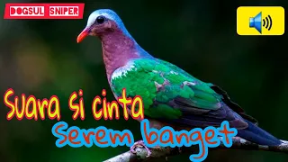 Download SUARA PIKAT BURUNG DELIMUKAN | PUNAI TANAH SANGAT AMPUH MP3