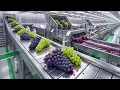 Lagu Inside a Modern Grape Processing Facility: FromWhole Grapesto Concentrated Grape Syrup (FullProcess)