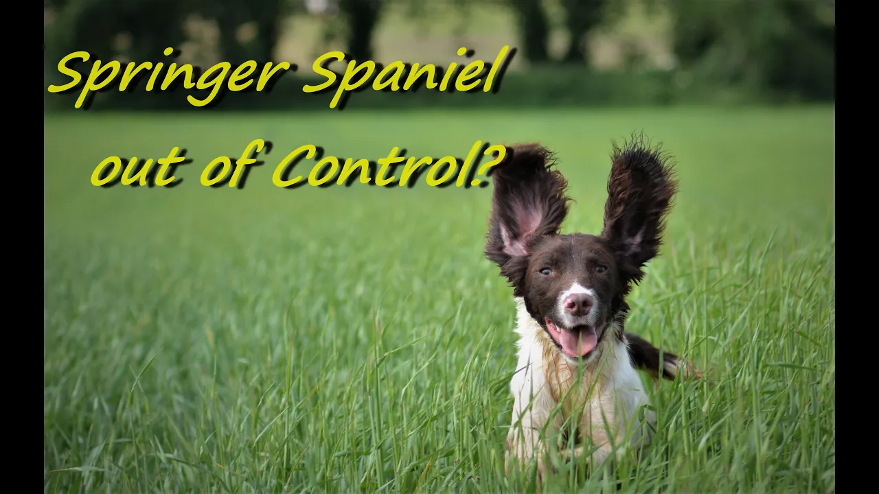 Springer Spaniel out of control?