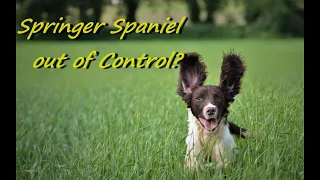 Springer Spaniel out of control