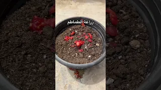زراعة الطماطم في المنزل اكسبلور زراعة Plant Gardening 