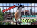 Download Lagu burung cendet gacor FULL ISIAN MEWAH buat PANCINGAN CENDET AGAR BUNYI,, jadikan BURUNG PENTET GACOR