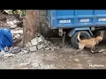 Dog Training - Vehicle Search