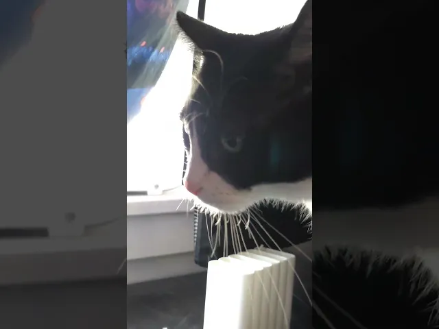 Mini Ghost video thumbnail