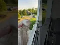 Mama Cat Comes Running Home to Kitten's Cry || ViralHog