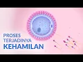 Download Lagu Begini Lho, Proses Terjadinya Kehamilan Setelah Berhubungan Intim!