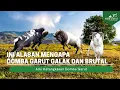 Download Lagu ASAL MUASAL DOMBA GARUT | Mengenal Domba Garut Super Langganan Juara