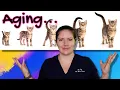 Calculate Your Pet s Age in Human Years Vet Explains