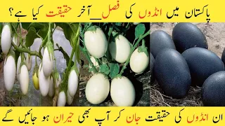 Egg tree plant in Pakistan eggs growing on plants eggs farming on plants reall and fake