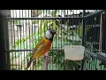 Download Lagu BURUNG BIMOLI GACOR DAN MERDU