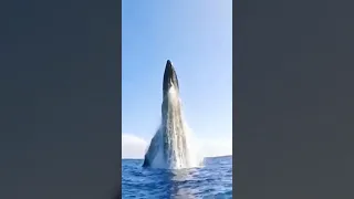 شاهد أكبر قفزه للحوت الازرق 