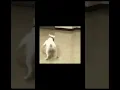 Download Lagu I’m spinning like a ballerina😵‍💫 #trend #meme #spain #spin #dog #cat