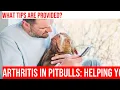 Managing Arthritis in Pitbulls Tips for Improving Your Pet s Quality of Life