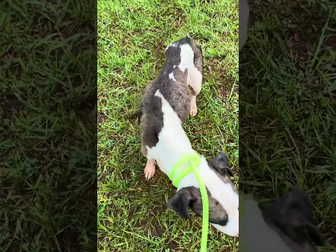 Momma Dog And Puppies Abandoned On The Side Of The Road.