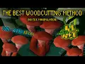 Fossil Island Sulliusceps OSRS Woodcutting Guide