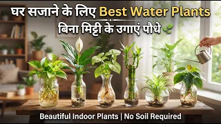घर सजाने के लिए Best Water Plants |बिना मिट्टी के उगाएं पौधे| Beautiful Indoor Plants|No Soil Plants