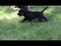 Rottie Golden Retriever Mix Puppies For Sale