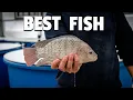 What are the BEST FISH for aquaponics