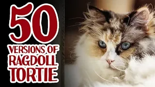 50 versions of TORTIE Ragdoll