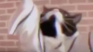 شامبو الشامبو مايعرفك 