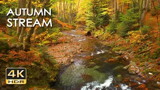 4K HDR Autumn Stream - Peaceful Forest River - Relaxing Water Sounds & Colorful Fall Ambiance