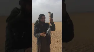 لحضه مسك طير الحر مباشر في باديت ذيبان دير الزور الصياد فيصل العكيدي ابو دهموش 