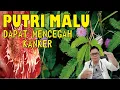 Download Lagu PUTRI MALU......... TANAMAN LIAR YANG BERMANFAAT DALAM MENCEGAH KANKER